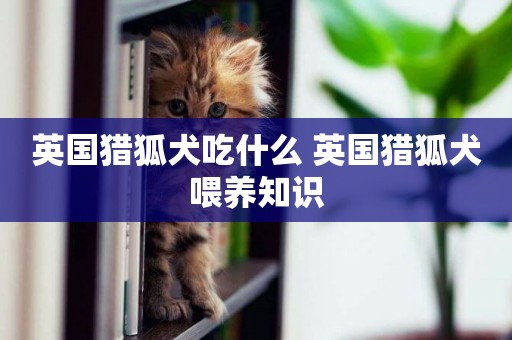 英國獵狐犬吃什么 英國獵狐犬喂養知識