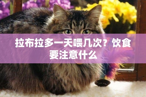 拉布拉多一天喂幾次？飲食要注意什么