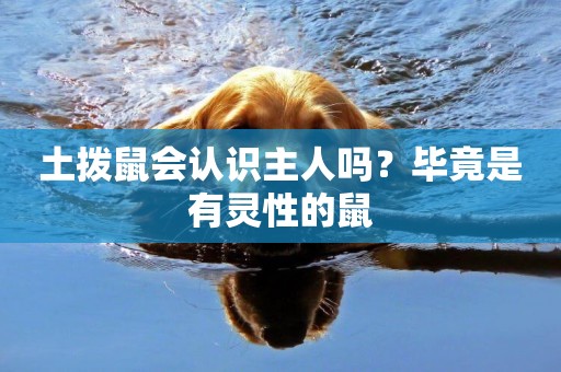 土撥鼠會認識主人嗎？畢竟是有靈性的鼠