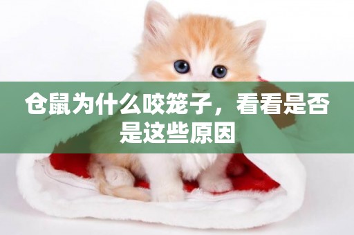 倉鼠為什么咬籠子，看看是否是這些原因