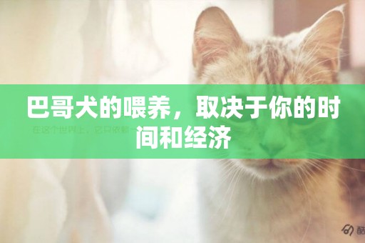巴哥犬的喂養，取決于你的時間和經濟