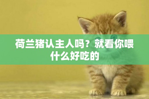 荷蘭豬認主人嗎？就看你喂什么好吃的