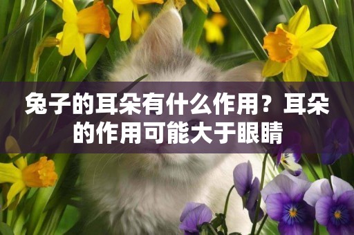 兔子的耳朵有什么作用？耳朵的作用可能大于眼睛
