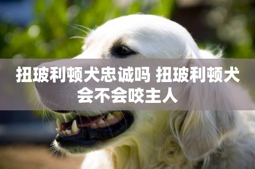 扭玻利頓犬忠誠嗎 扭玻利頓犬會不會咬主人