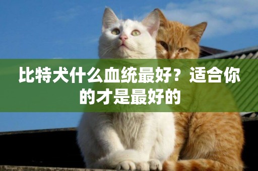 比特犬什么血統最好？適合你的才是最好的
