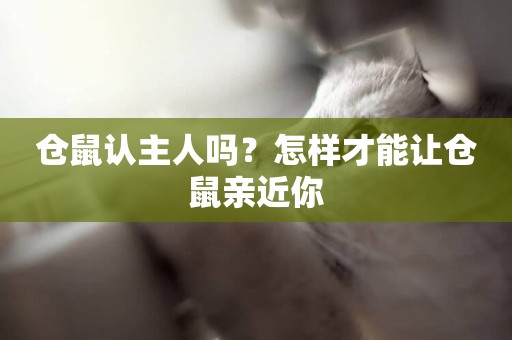 倉鼠認主人嗎？怎樣才能讓倉鼠親近你