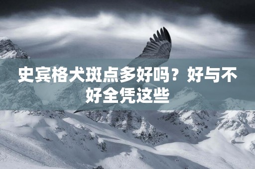 史賓格犬斑點多好嗎？好與不好全憑這些