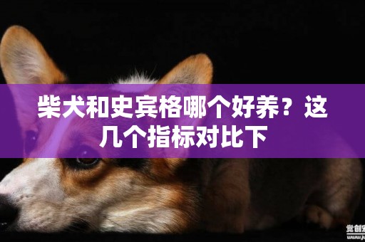柴犬和史賓格哪個好養？這幾個指標對比下