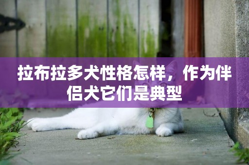 拉布拉多犬性格怎樣，作為伴侶犬它們是典型