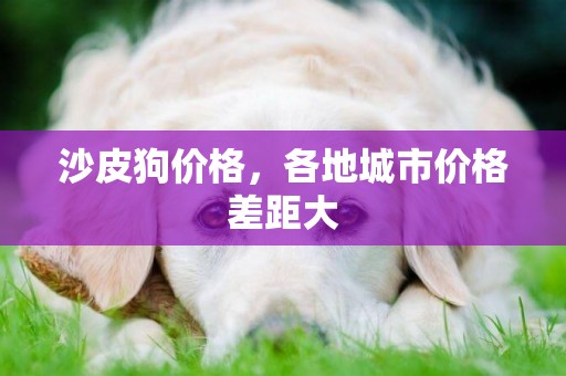 沙皮狗價格，各地城市價格差距大