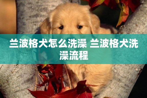 蘭波格犬怎么洗澡 蘭波格犬洗澡流程
