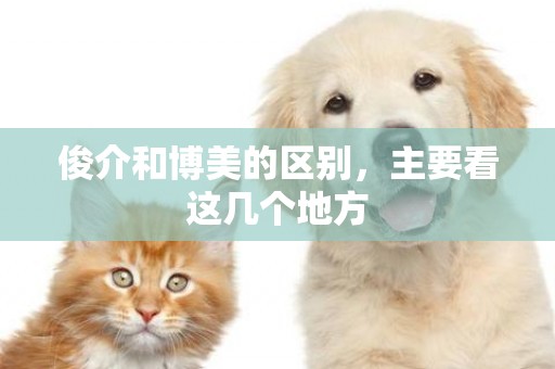 俊介和博美的區別，主要看這幾個地方