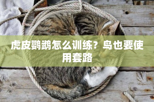 虎皮鸚鵡怎么訓練？鳥也要使用套路