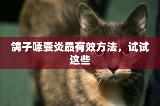 鴿子嗉囊炎最有效方法，試試這些