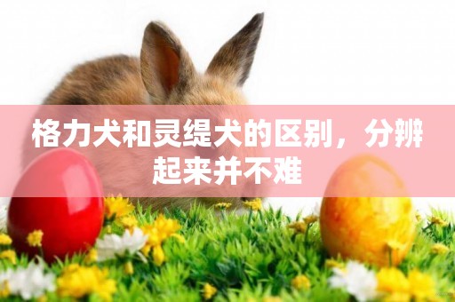 格力犬和靈緹犬的區別，分辨起來并不難