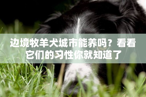 邊境牧羊犬城市能養嗎？看看它們的習性你就知道了