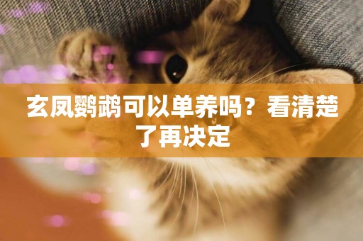 玄鳳鸚鵡可以單養嗎？看清楚了再決定
