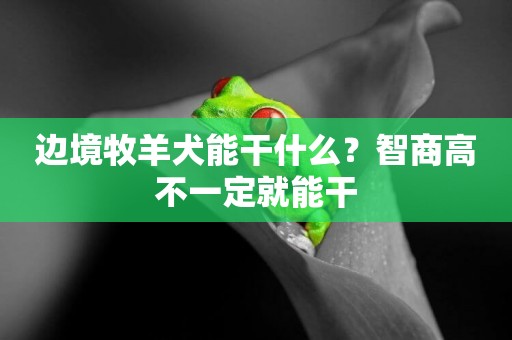 邊境牧羊犬能干什么？智商高不一定就能干