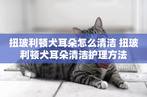 扭玻利頓犬耳朵怎么清潔 扭玻利頓犬耳朵清潔護理方法