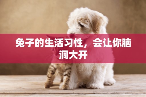 兔子的生活習性，會讓你腦洞大開