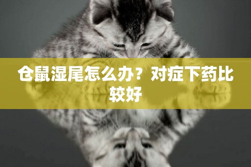 倉鼠濕尾怎么辦？對癥下藥比較好