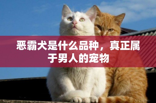 惡霸犬是什么品種，真正屬于男人的寵物
