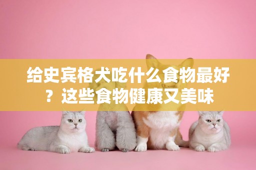 給史賓格犬吃什么食物最好？這些食物健康又美味
