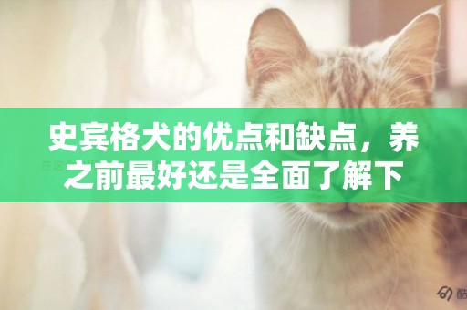 史賓格犬的優點和缺點，養之前最好還是全面了解下