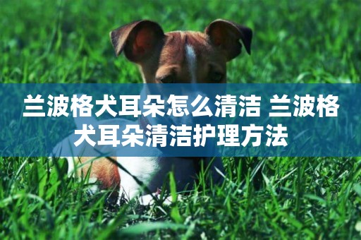 蘭波格犬耳朵怎么清潔 蘭波格犬耳朵清潔護理方法