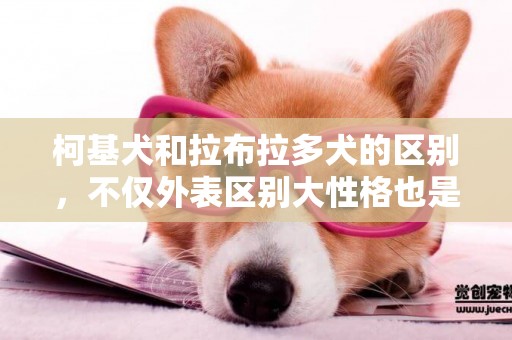 柯基犬和拉布拉多犬的區別，不僅外表區別大性格也是