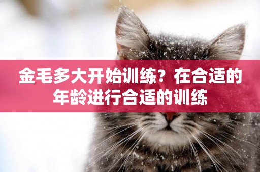 金毛多大開始訓練？在合適的年齡進行合適的訓練