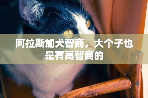 阿拉斯加犬智商，大個子也是有高智商的
