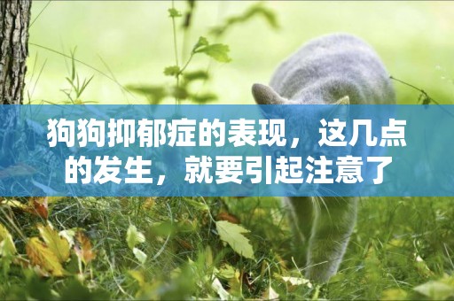 狗狗抑郁癥的表現，這幾點的發生，就要引起注意了