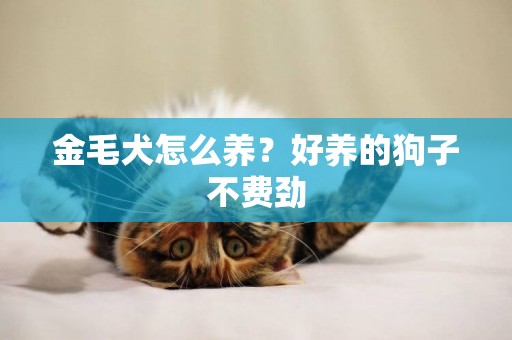 金毛犬怎么養？好養的狗子不費勁