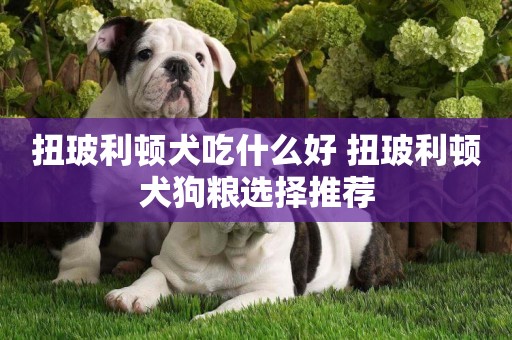 扭玻利頓犬吃什么好 扭玻利頓犬狗糧選擇推薦