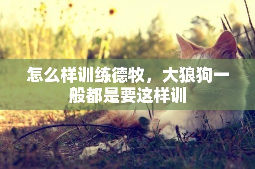 怎么樣訓練德牧，大狼狗一般都是要這樣訓