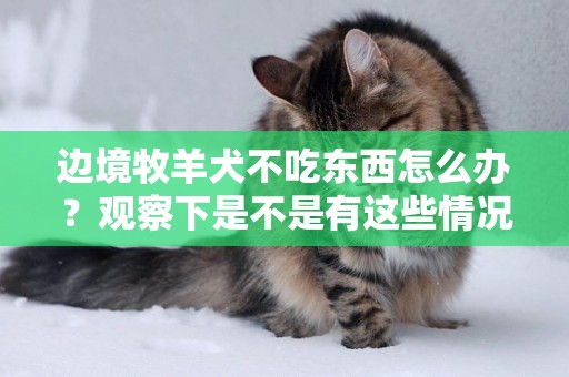 邊境牧羊犬不吃東西怎么辦？觀察下是不是有這些情況