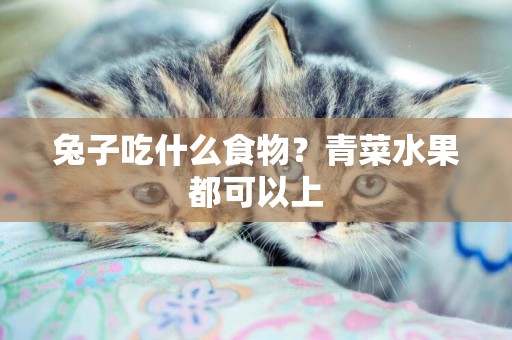 兔子吃什么食物？青菜水果都可以上