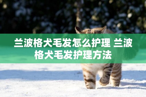 蘭波格犬毛發怎么護理 蘭波格犬毛發護理方法
