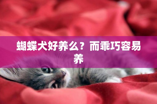 蝴蝶犬好養么？而乖巧容易養