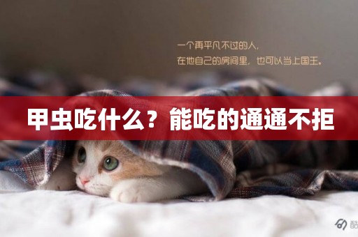 甲蟲吃什么？能吃的通通不拒