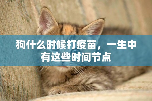 狗什么時候打疫苗，一生中有這些時間節點