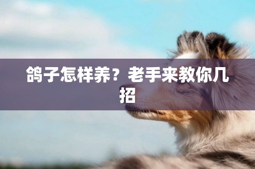 鴿子怎樣養？老手來教你幾招