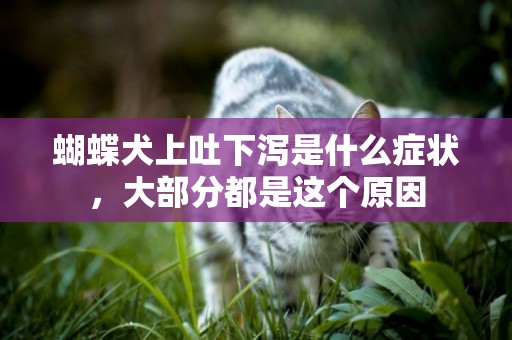 蝴蝶犬上吐下瀉是什么癥狀，大部分都是這個原因