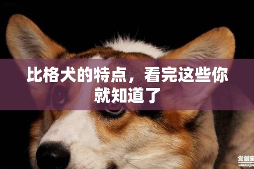 比格犬的特點，看完這些你就知道了