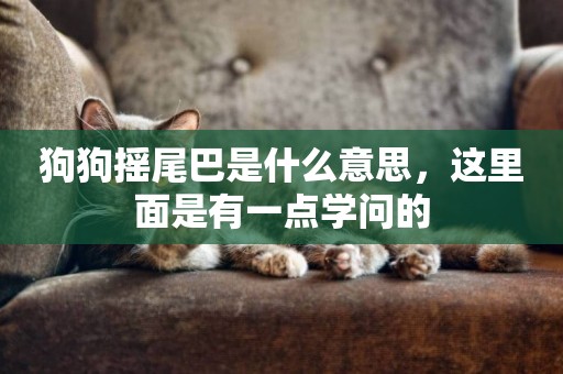 狗狗搖尾巴是什么意思，這里面是有一點學問的
