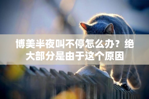 博美半夜叫不停怎么辦？絕大部分是由于這個原因