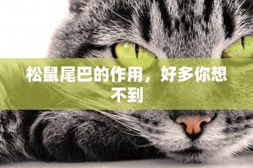 松鼠尾巴的作用，好多你想不到