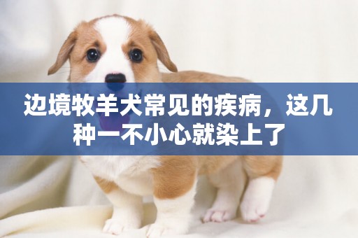邊境牧羊犬常見的疾病，這幾種一不小心就染上了