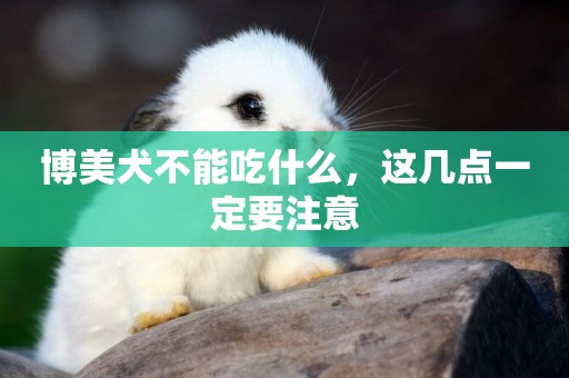 博美犬不能吃什么，這幾點一定要注意